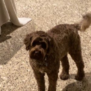 Meet your Posher, Antonia